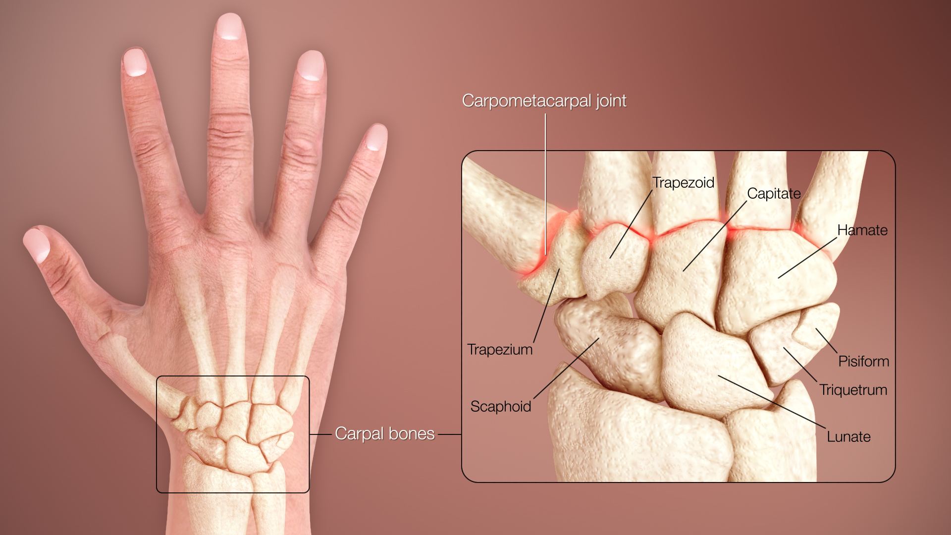 The Hands are like Kites