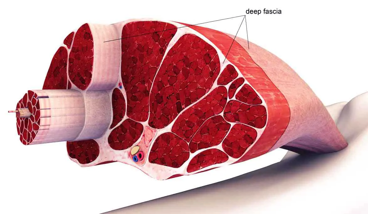 internal fascia
